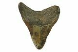 Bargain, Fossil Megalodon Tooth - North Carolina #338484-1